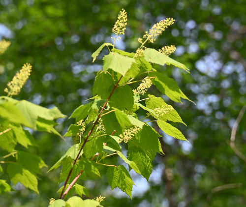 Mountain maple (Acer spicatum)