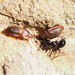 Amphotis marginata