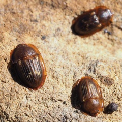 Amphotis marginata