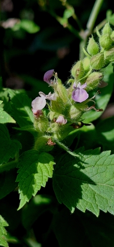 Teucrium vesicarium observed 2026-05-15