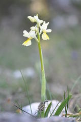Orchis pauciflora