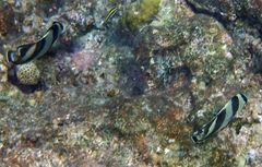 Dichocoenia stokesii