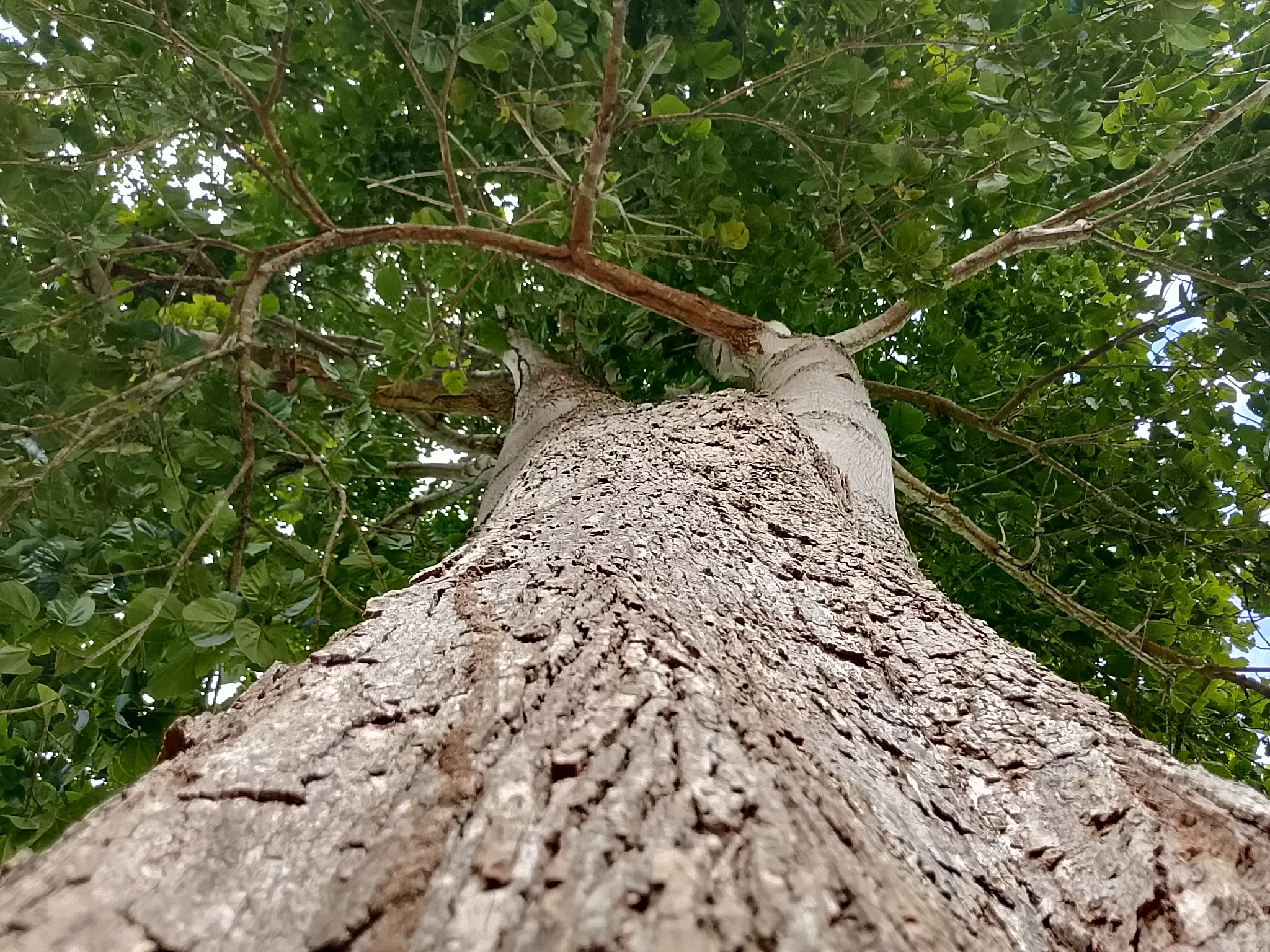 Imagem de Pau-rei