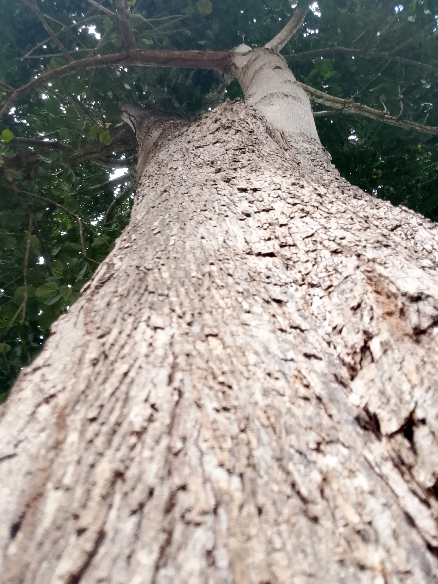 Imagem de Pau-rei