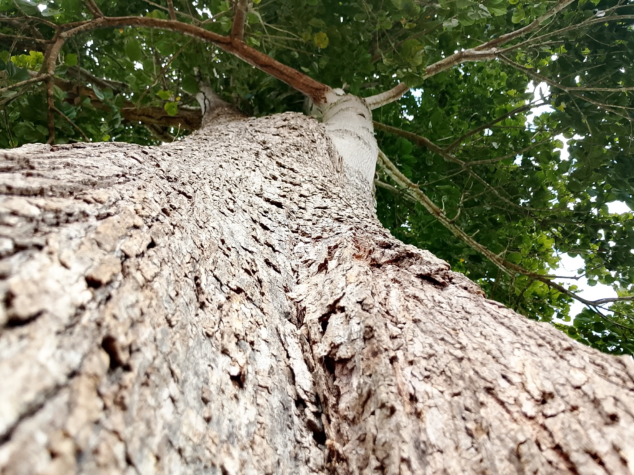Imagem de Pau-rei