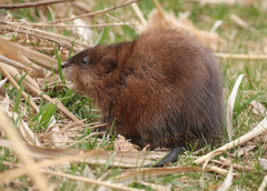 Muskrat - Photo (c) Paul Jacyk, some rights reserved (CC BY-NC), uploaded by Paul Jacyk