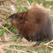 Muskrat - Photo (c) Paul Jacyk, some rights reserved (CC BY-NC), uploaded by Paul Jacyk