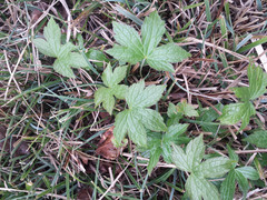 Geranium nodosum