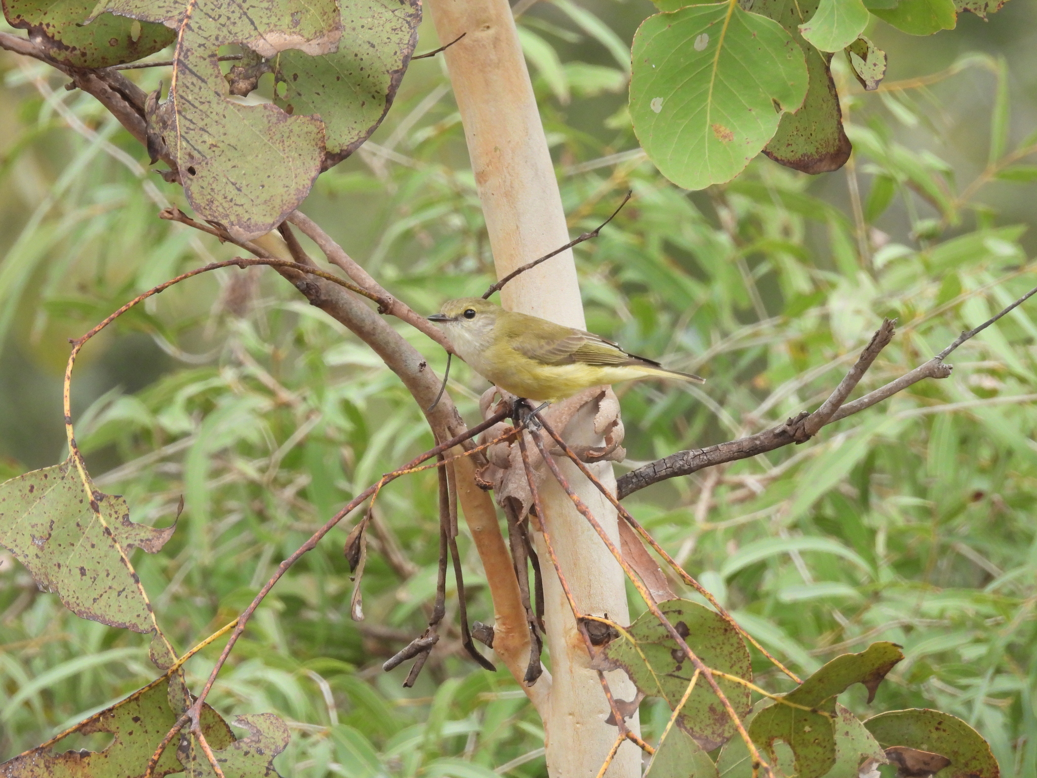 Lemon-bellied Flyrobin (Microeca flavigaster), photo 6