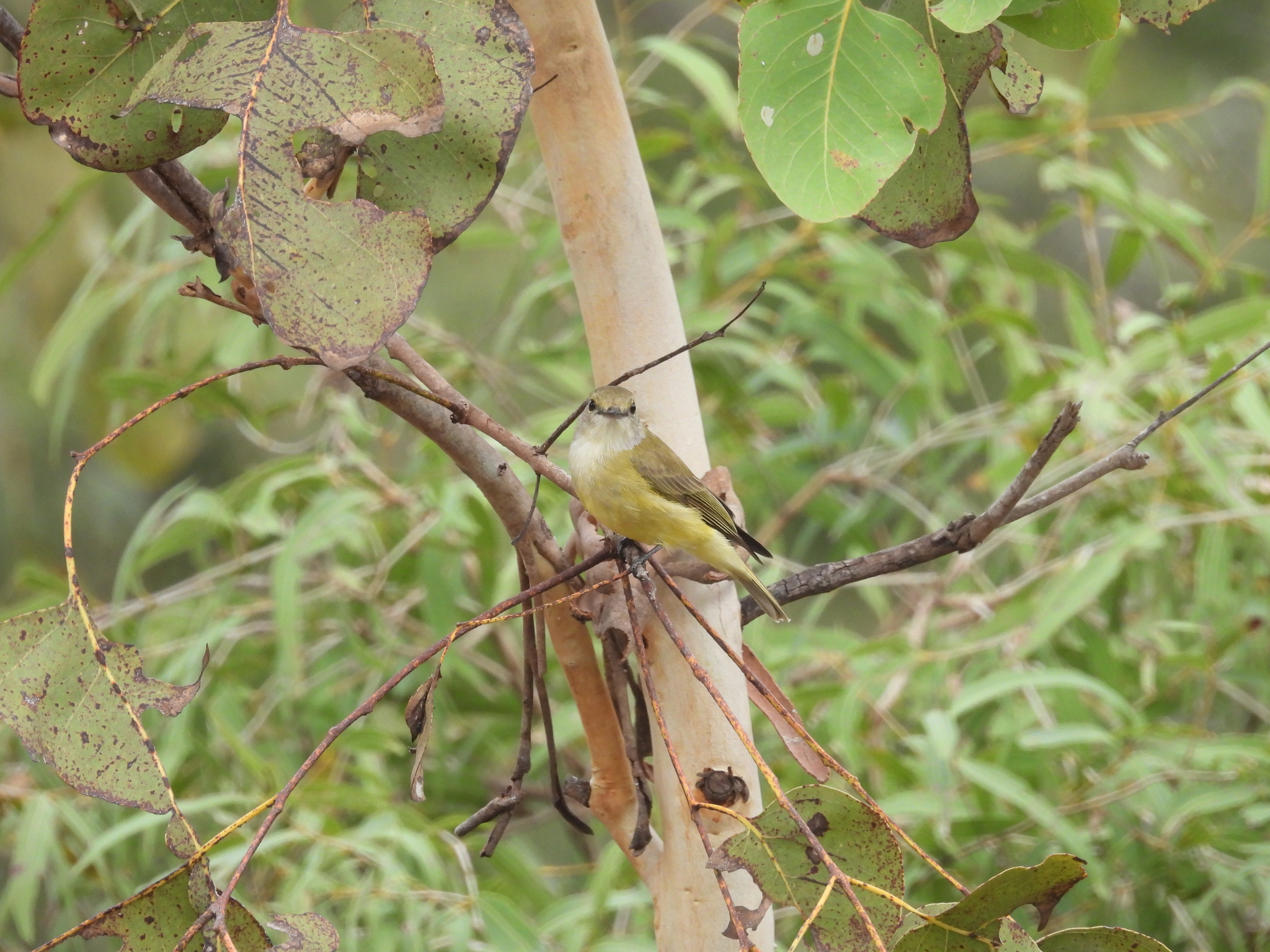 Lemon-bellied Flyrobin (Microeca flavigaster), photo 2