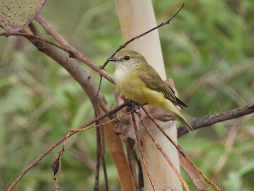 Lemon-bellied Flyrobin (Microeca flavigaster), photo 1