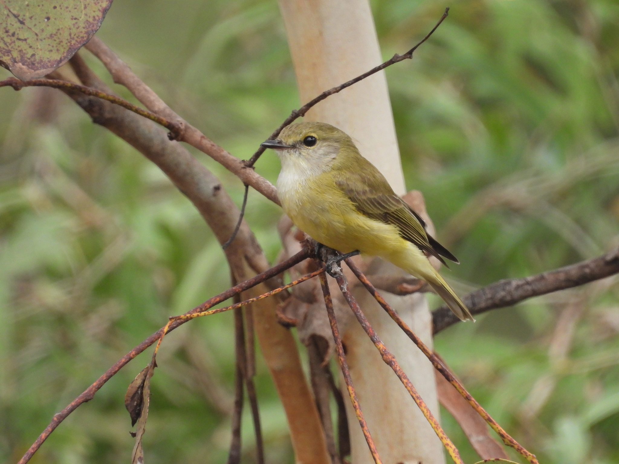 Lemon-bellied Flyrobin (Microeca flavigaster), photo 1