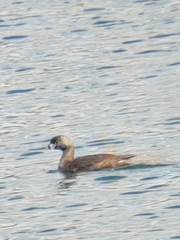 Podilymbus podiceps podiceps