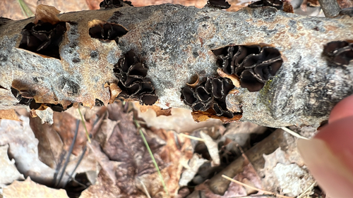 Sclerencoelia fascicularis observed 2026-05-15