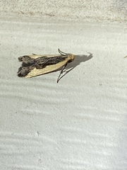 Dichomeris inserrata