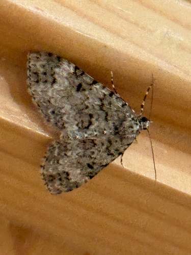 iNaturalist observation photo of Double-banded Carpet Moth