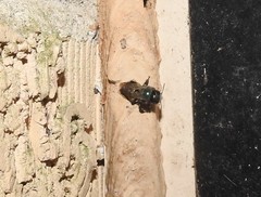 Osmia lignaria lignaria