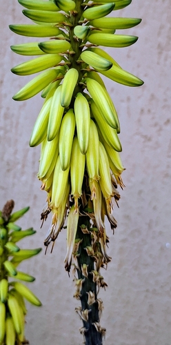 Aloiampelos striatula iNat (2)