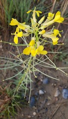 Erysimum asperum