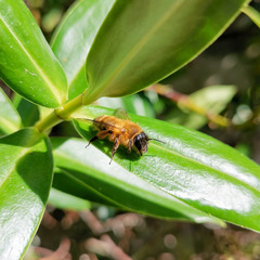 Andrena nigroaenea