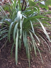 Iris foetidissima