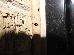 Osmia lignaria lignaria