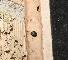 Osmia lignaria lignaria