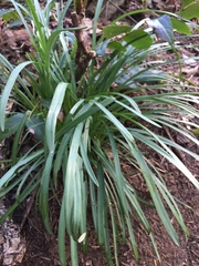 Iris foetidissima