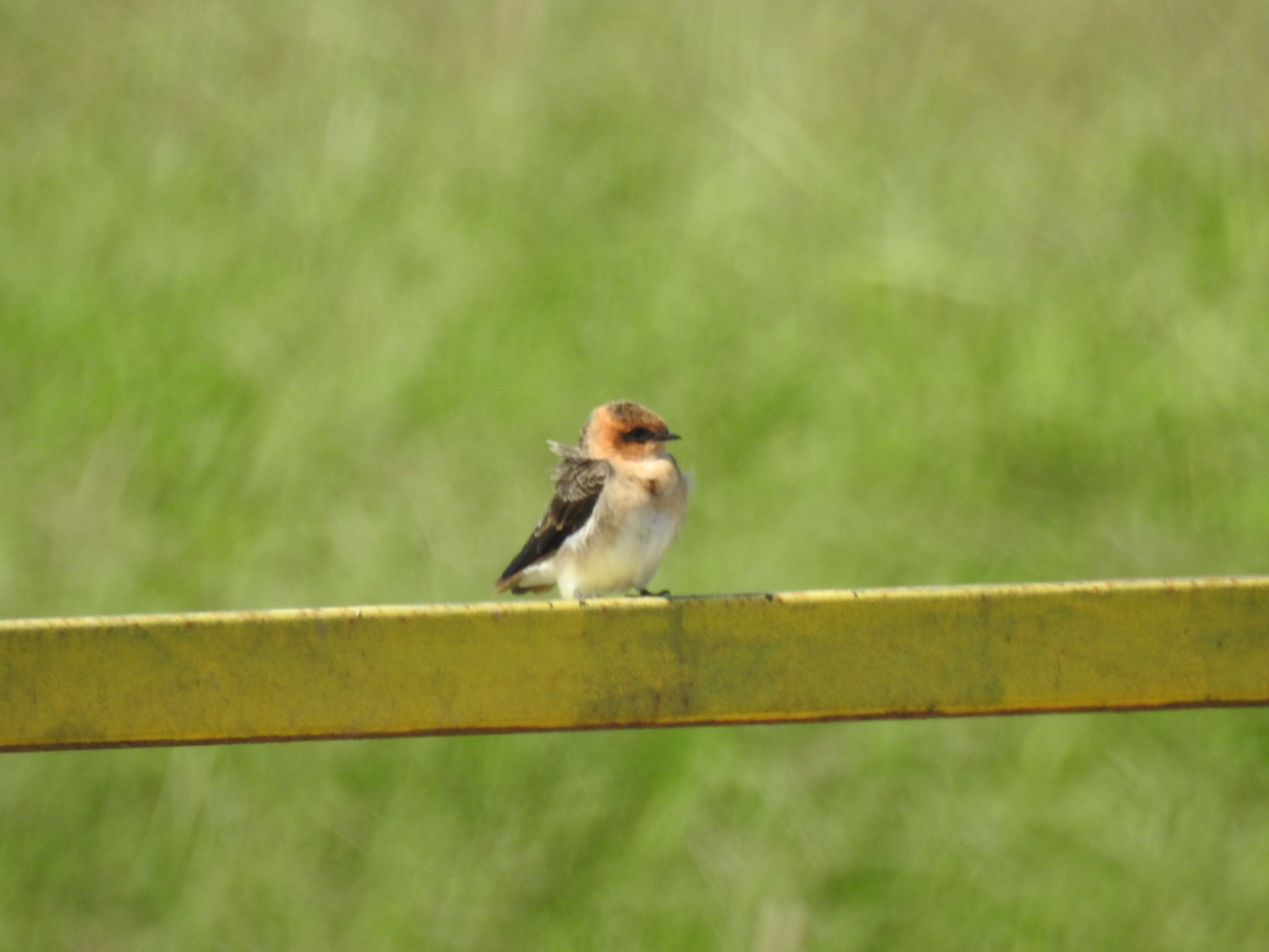Tawny-headed Swallow (Alopochelidon fucata), photo 1