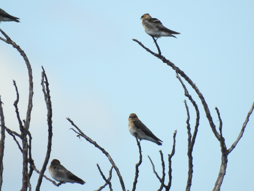 Tawny-headed Swallow (Alopochelidon fucata), photo 9