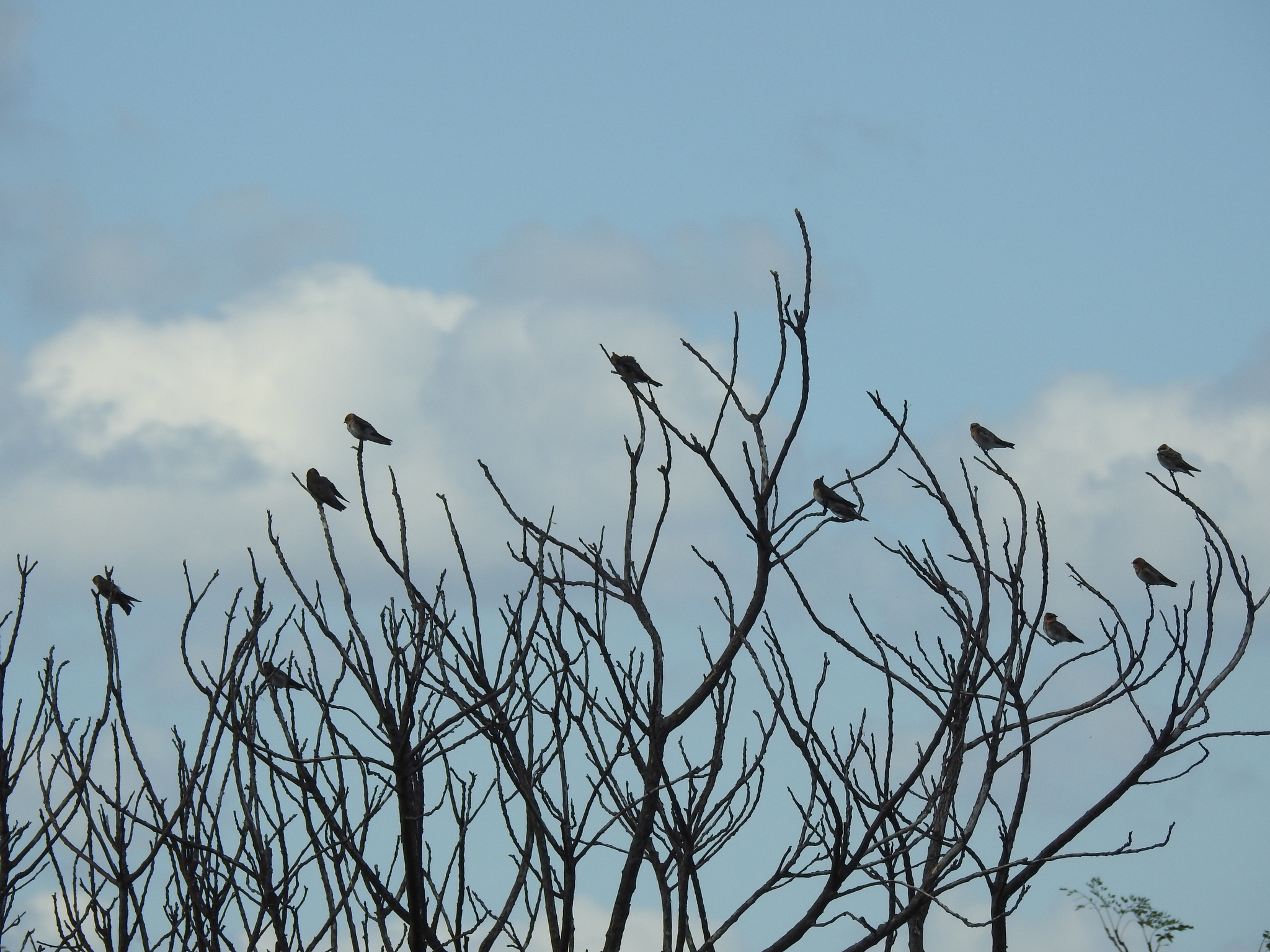 Tawny-headed Swallow (Alopochelidon fucata), photo 2