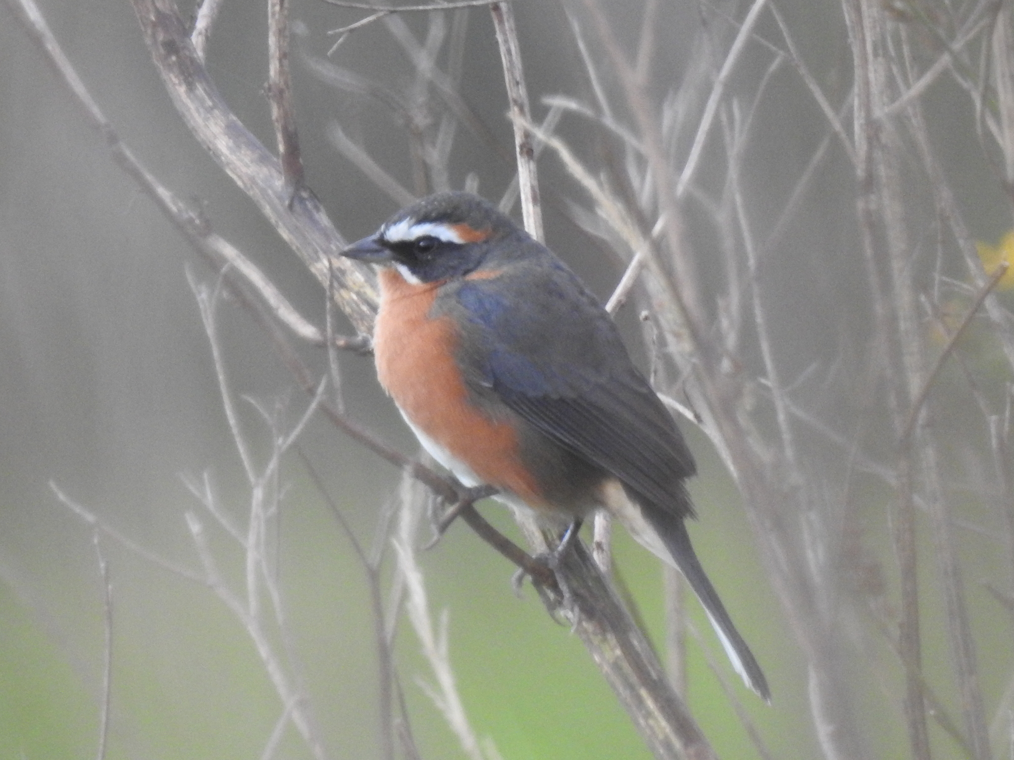 Black-and-rufous Warbling Finch (Poospiza nigrorufa), photo 3
