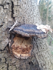 Ischnoderma resinosum