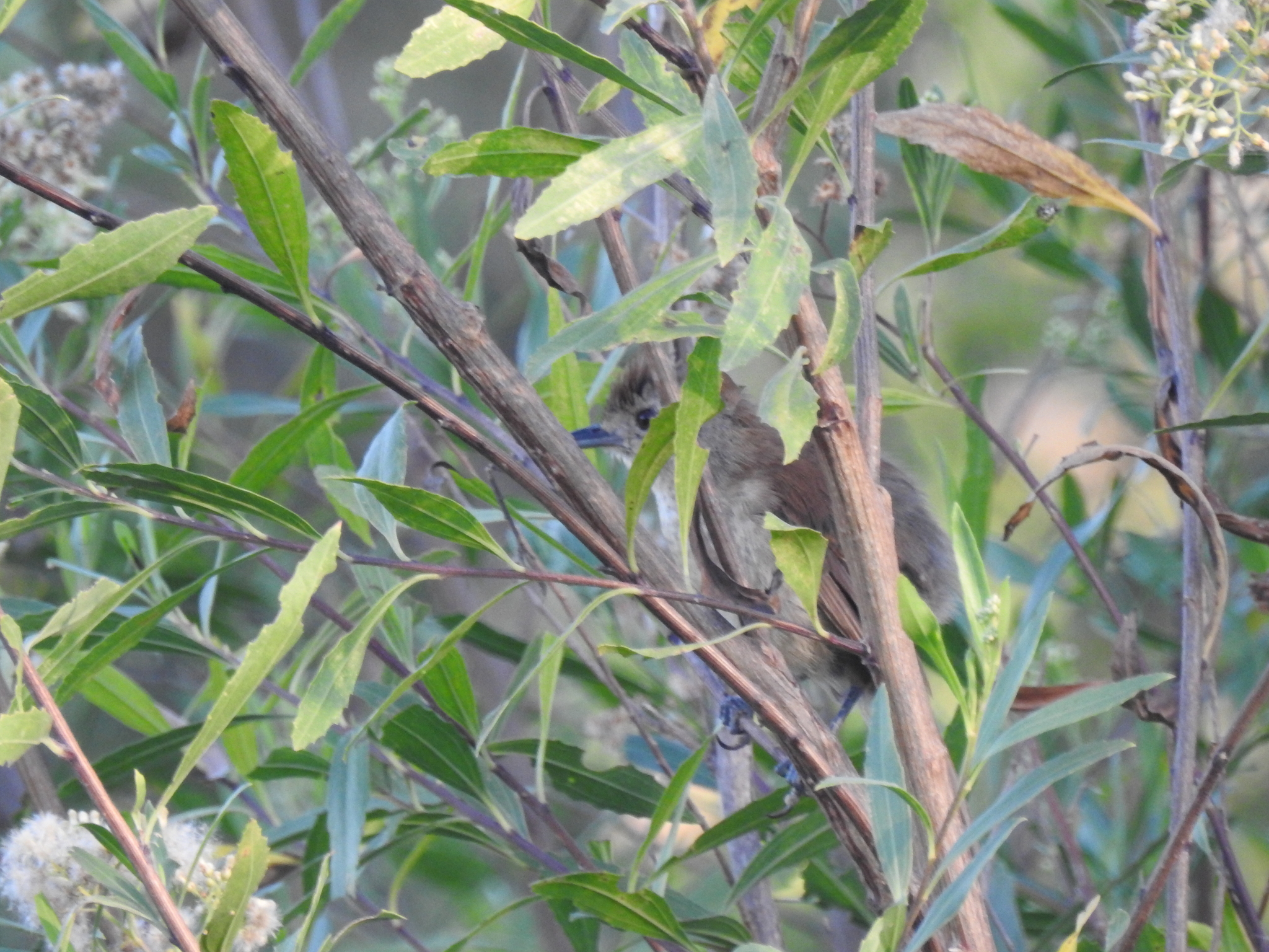 Rufous-capped Antshrike (Thamnophilus ruficapillus), photo 2