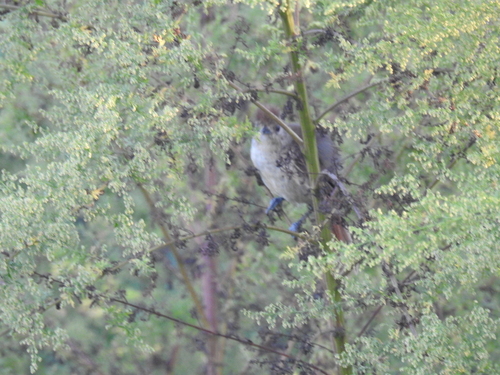 Rufous-capped Antshrike (Thamnophilus ruficapillus)