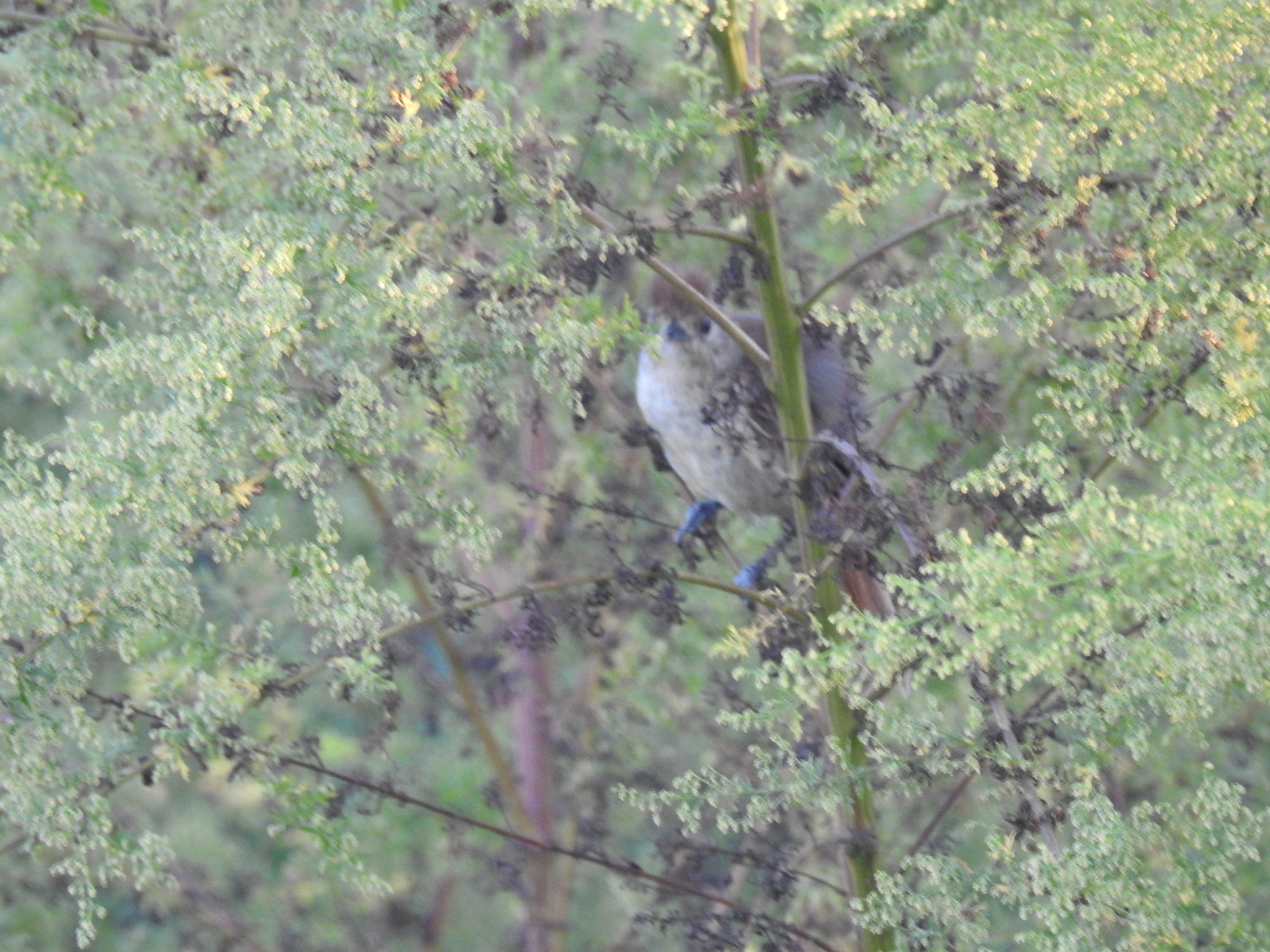 Rufous-capped Antshrike (Thamnophilus ruficapillus), photo 1
