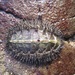 Mossy Chiton - Photo (c) Sarah Chinn, some rights reserved (CC BY-NC), uploaded by Sarah Chinn