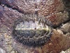 Mossy Chiton - Photo (c) Sarah Chinn, some rights reserved (CC BY-NC), uploaded by Sarah Chinn