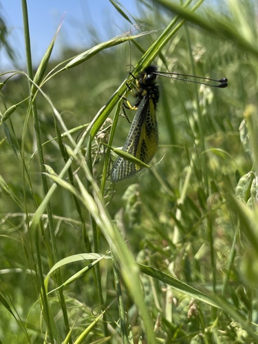 Libelloides ramburi