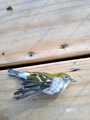 Setophaga pensylvanica