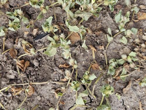 creeping chaffweed
