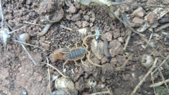 Leiurus hebraeus