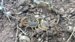 Leiurus hebraeus