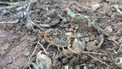 Leiurus hebraeus
