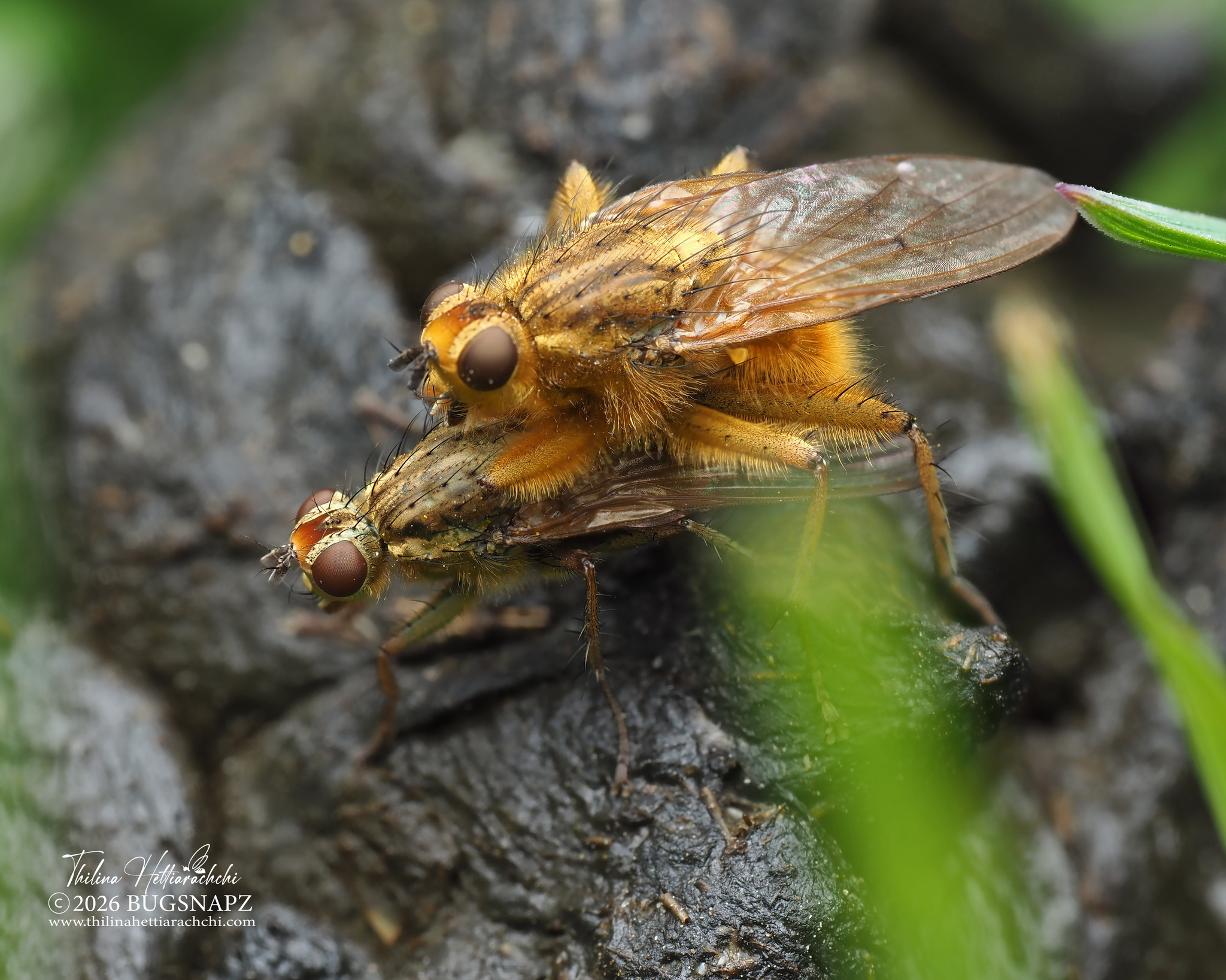 Golden Dung Fly (Scathophaga stercoraria)  iNaturalist