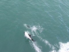 Cephalorhynchus commersonii