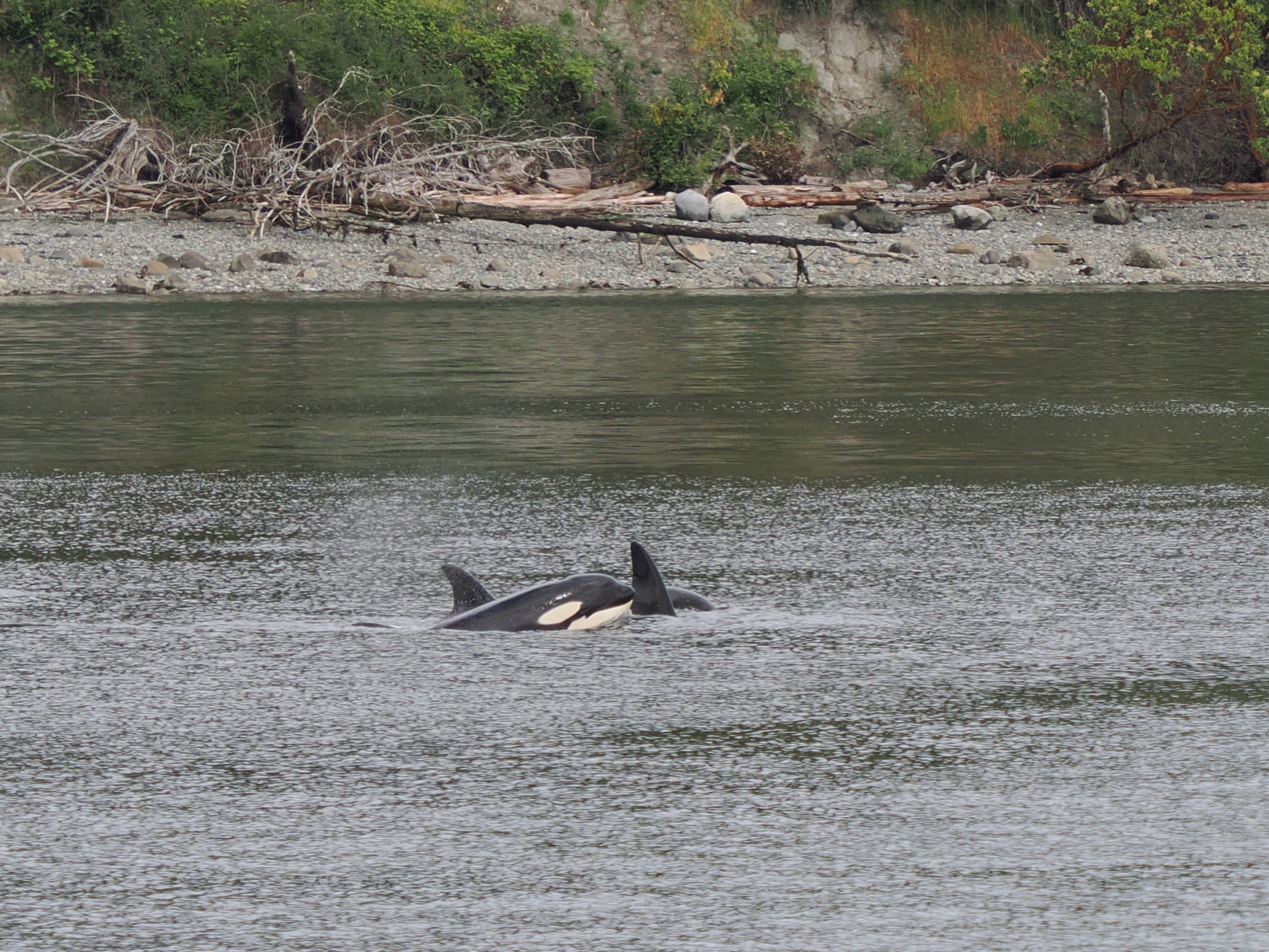Orcinus orca