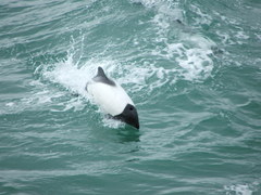 Cephalorhynchus commersonii