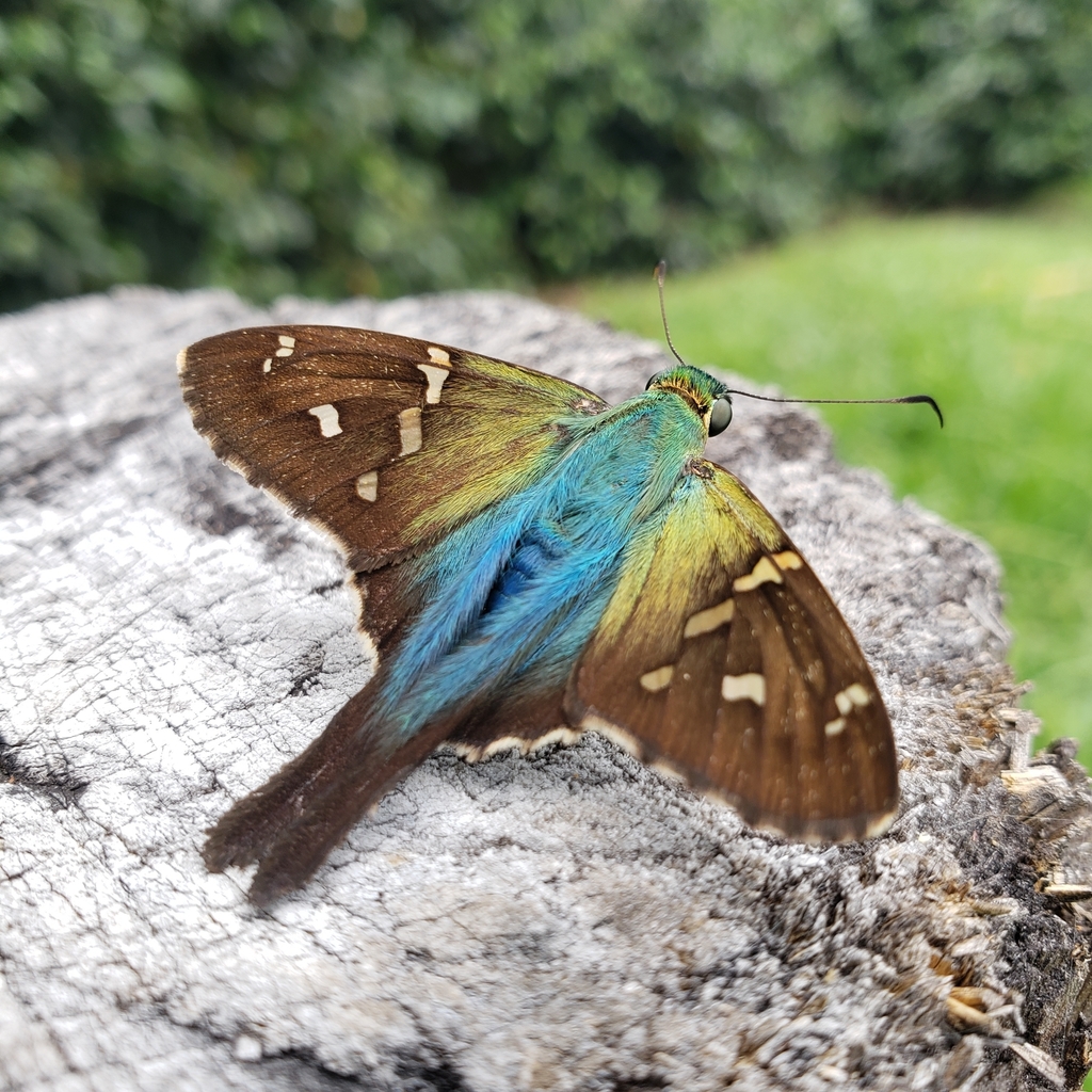Spot-banded Longtail