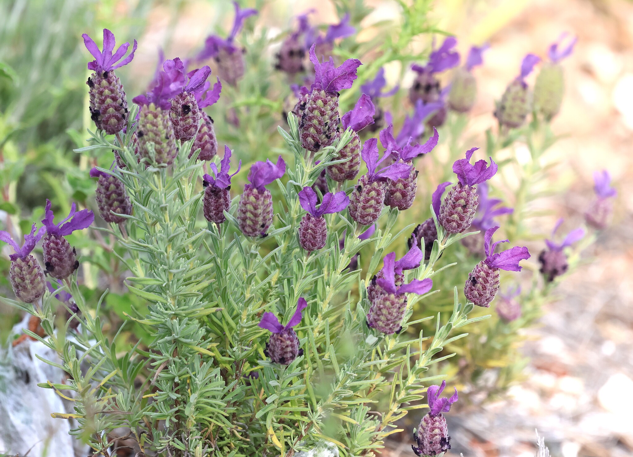 Lavandula stoechas